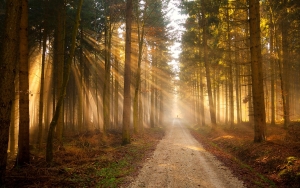 Forest-Light-Road-Trees